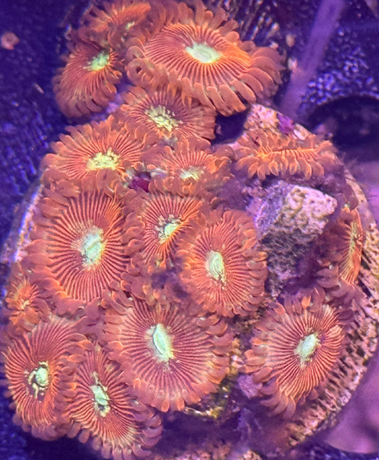 White Zombie Zoa - 2-3 polyps