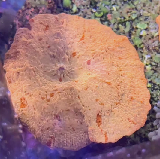 WYSIWYG 1.5" Jawbreaker Mushroom - Orange, Reds, with Green coming in