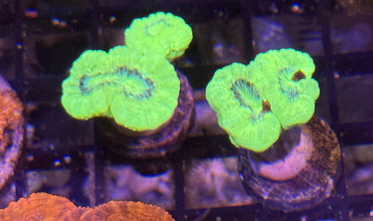 Kryptonite Candy Cane - 2 Heads