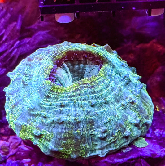Huge acanthophyllia - WYSIWYG